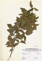 藏品(朴樹)的圖片